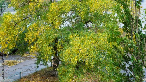 Trees sway in the wind. Tree branches with yellow and green leaves sway in a strong wind. Autumn orange foliage in windy weather against the backdrop of city streets. Trees sway in bad weather