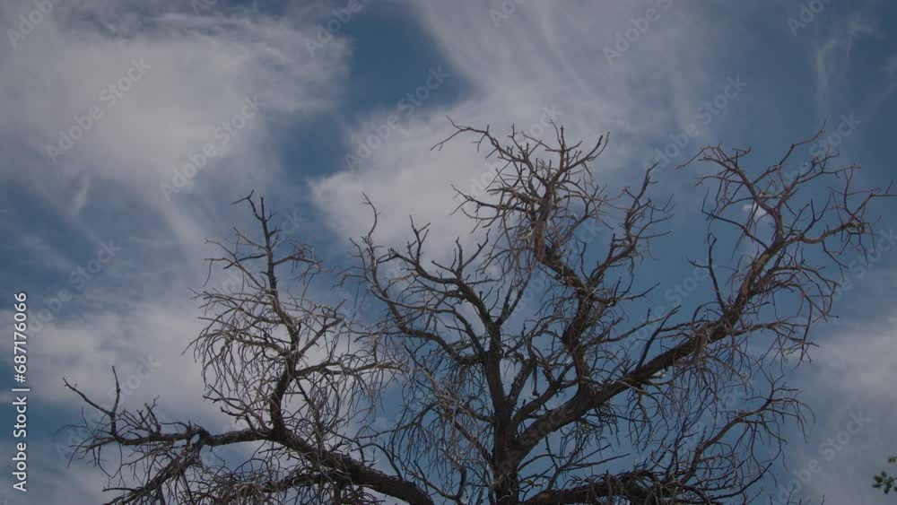 Dead tree in US desert Dead tree in US desert