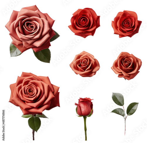 Set of Red Roses plant with leaves isolated cutout on transparent background. Valentine s day-wedding. advertisement. product presentation. banner  poster  card  t shirt  sticker.