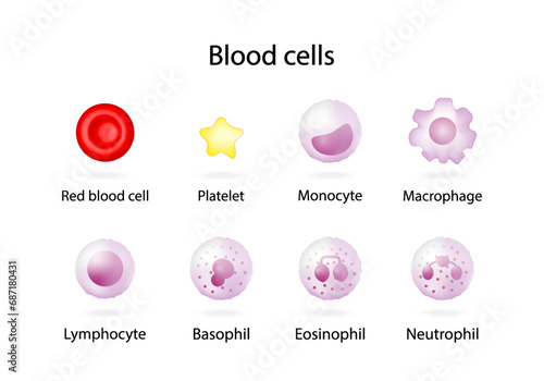 Blood cells: Red Blood cell, erythrocyte, platelet, and White blood cells, leukocytes: Monocyte, Macrophage, Eosinophil, Neutrophil, Basophil and Lymphocyte. vector illustration.