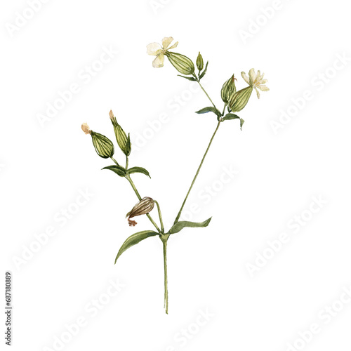watercolor drawing plant of white campion with green leaves and flowers, Silene latifolia , isolated at white background, natural element, hand drawn botanical illustration photo