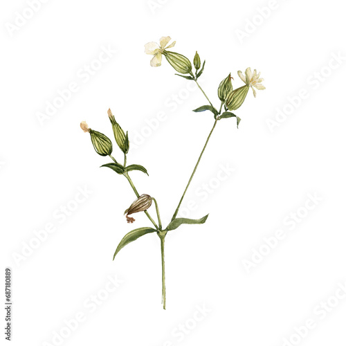 Schilderij op canvas watercolor drawing plant of white campion with green leaves and flowers, Silene