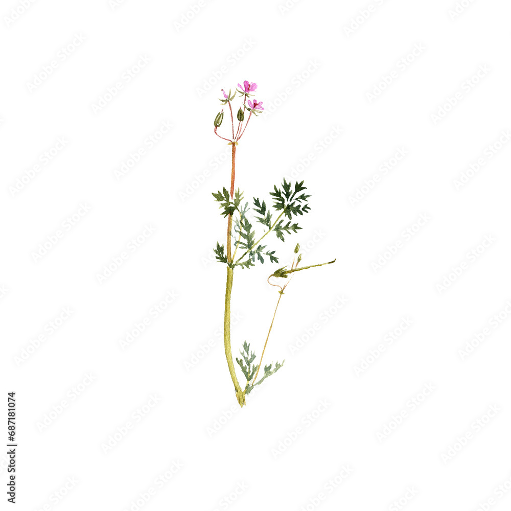 watercolor drawing plant of common stork's-billwith green leaves and flowers, Erodium cicutarium, redstem filaree, isolated at white background, natural element, hand drawn botanical illustration