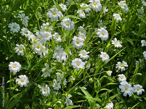 White flowers stellaria holostea flowering plant in meadow. photo