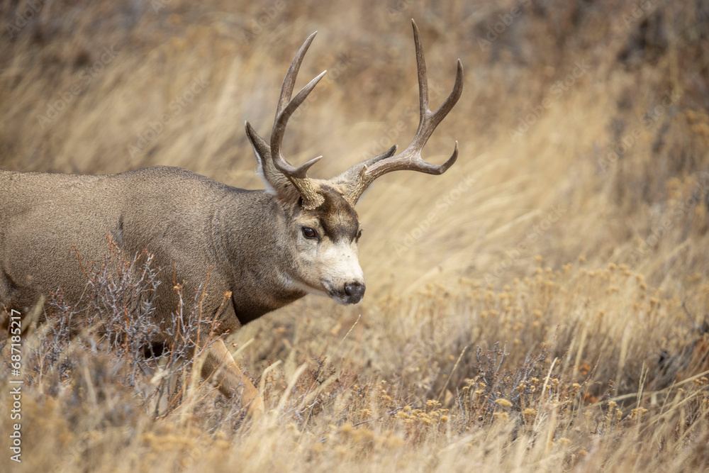 Fototapeta premium untitled