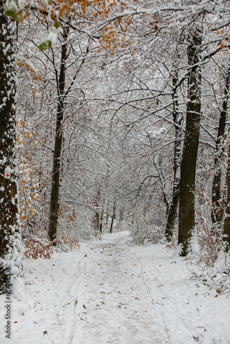 Explore the Enchanting Blizzard: Snow-Covered Stuttgart Hiking Trails in the Forest, Winter Wilderness Adventure