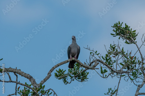 Canvas Print The green imperial pigeon is a large forest pigeon