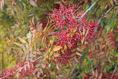 Red berries on a tree branch that is of a bumper crop this year. Growing season extended by delay in killing frost. 