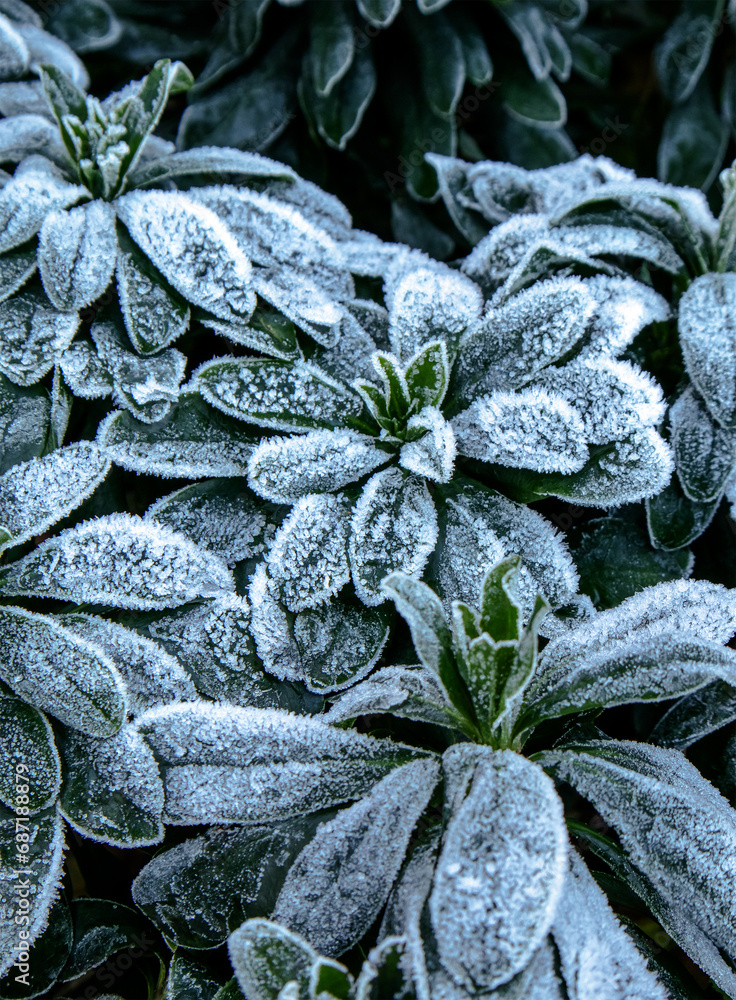 Fototapeta premium frost on leaves