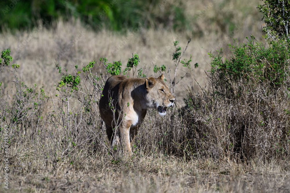 Lioness standing in Serengeti savannah in dry season, Tanzania Lioness standing in Serengeti savannah in dry season, Tanzania