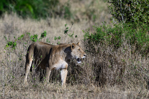 Lioness standing in Serengeti savannah in dry season  Tanzania