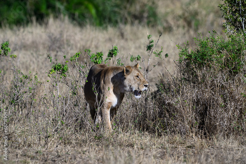 Lioness standing in Serengeti savannah in dry season  Tanzania