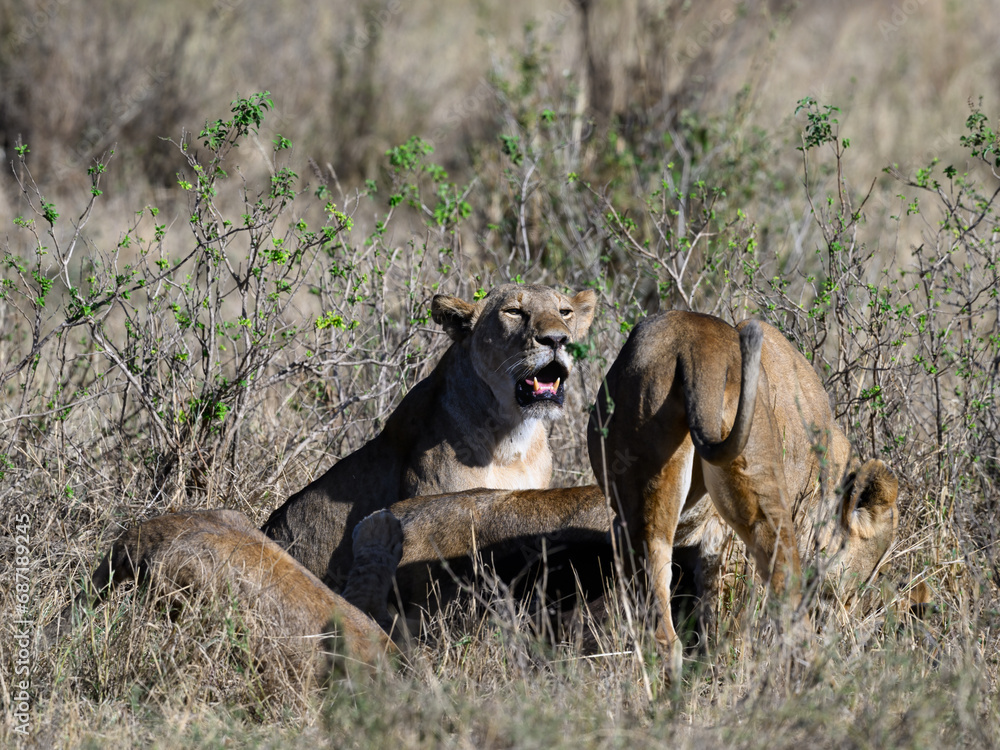 Fototapeta premium Female lions in Serengeti savannah in dry season, Tanzania
