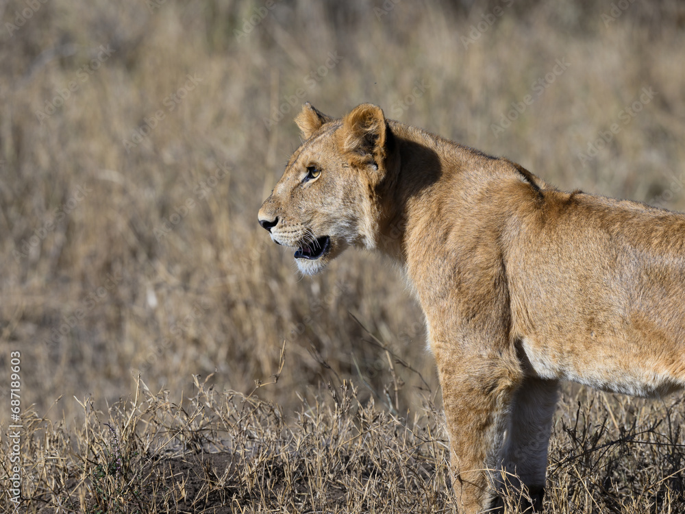 Fototapeta premium Lioness closeup portrait in Serengeti savannah in dry season, Tanzania