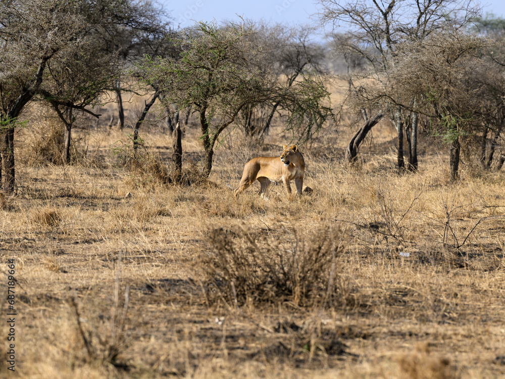 Lioness standing in Serengeti savannah in dry season, Tanzania Lioness standing in Serengeti savannah in dry season, Tanzania
