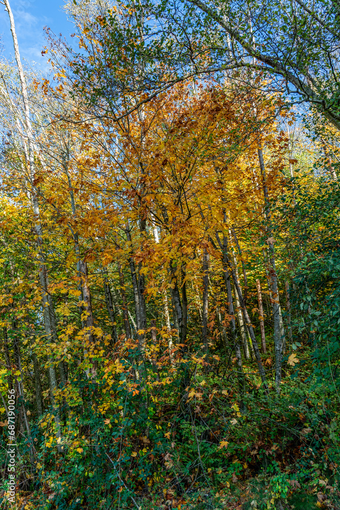 Fototapeta premium Park Rich Autumn Colors