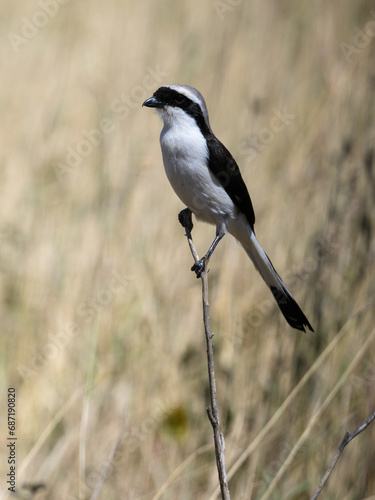 Gray-backed Fiscal on a stick in Serengeti Savannah in dry season in Tanzania