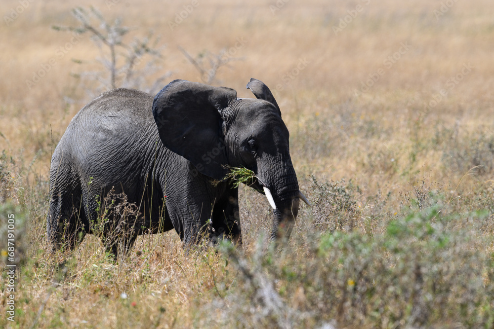 African Elephant in Serengeti Savannah in dry season in Tanzania