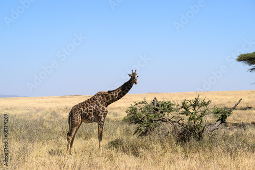 Masai Giraffe foraging in Serengeti Savannah in dry season in Tanzania