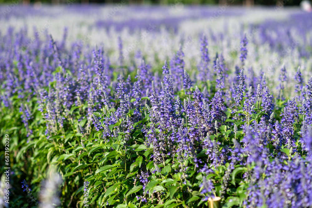 Fototapeta premium Little purple flower fields with white flowers background