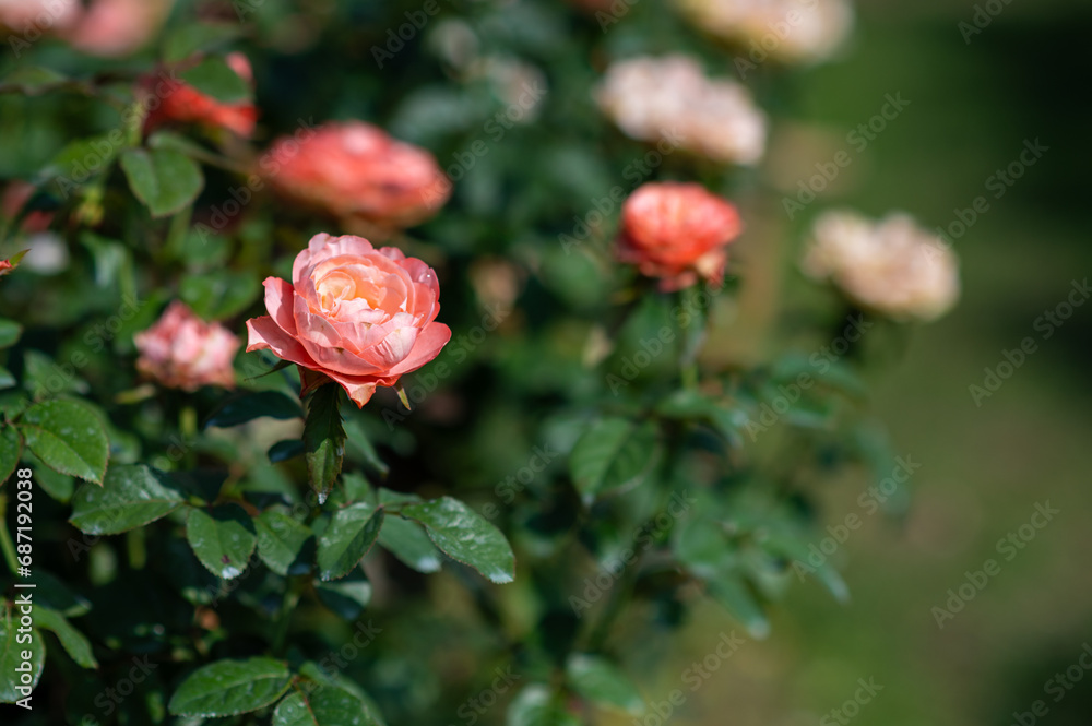 Obraz premium pink roses in the garden