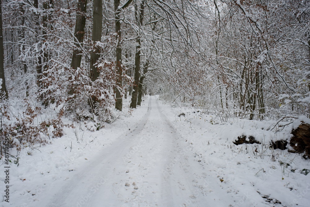 Winter Wonderland. A Pathway Through the Snowy Silence, german forest path Winter Wonderland. A Pathway Through the Snowy Silence, german forest path