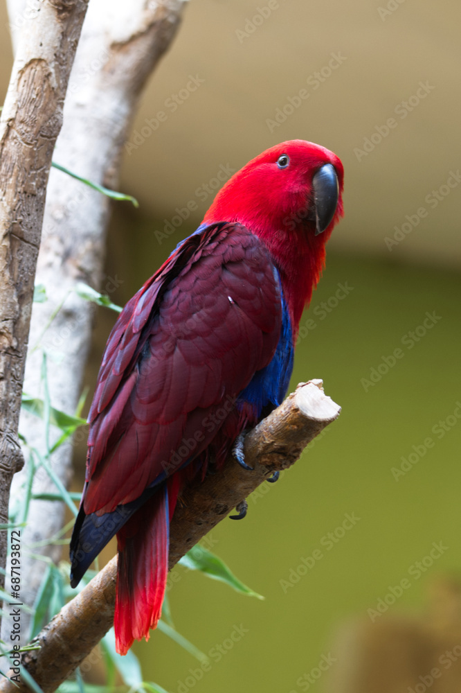 Kolorowa papuga na gałęzi