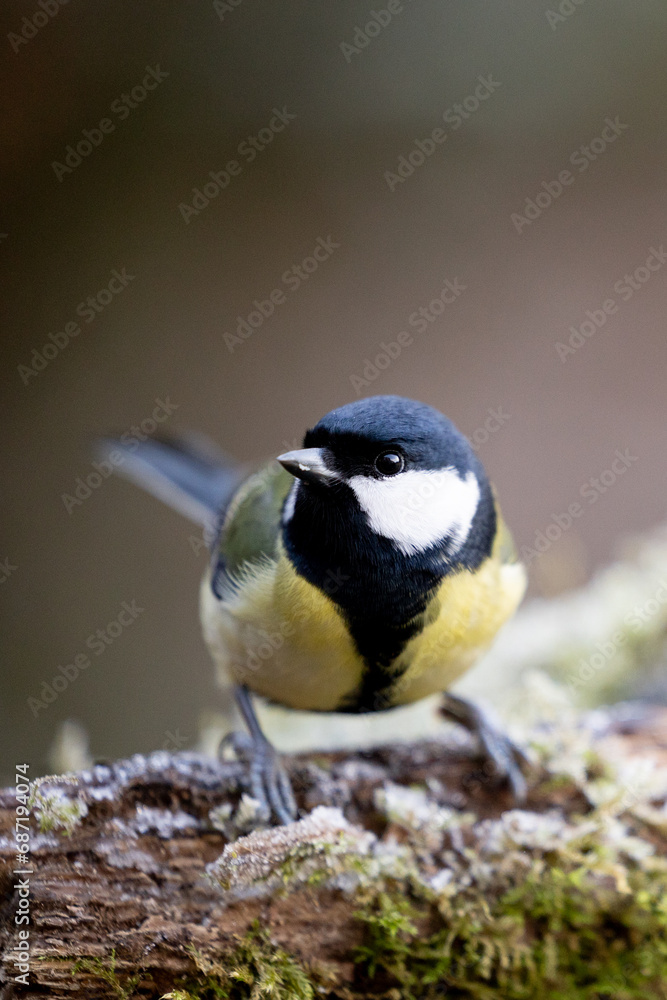 Naklejka premium Beautiful black and yellow Great Tit (parus major) perched on a frosty, mossy log in Winter. Yorkshire, UK, December