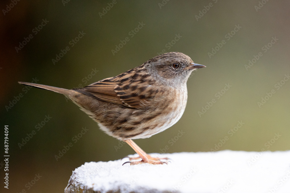 Dunnock (prunella modularis) on a snowy log in
December, muted green background. Yorkshire, UK in Winter Dunnock (prunella modularis) on a snowy log in
December, muted green background. Yorkshire, UK in Winter