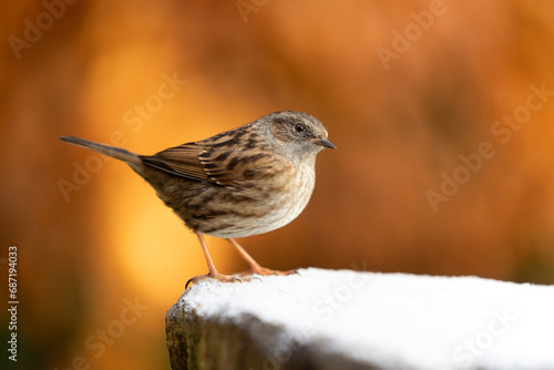 Dunnock (prunella modularis) on a snowy log in 
December with a natural, orange background. Yorkshire, UK in Winter