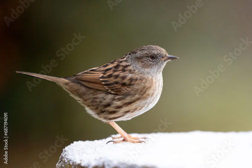 Dunnock (prunella modularis) on a snowy log in December, muted green background. Yorkshire, UK in Winter
