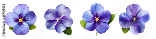 Common Blue Violet flower clipart collection, vector, icons isolated on transparent background photo