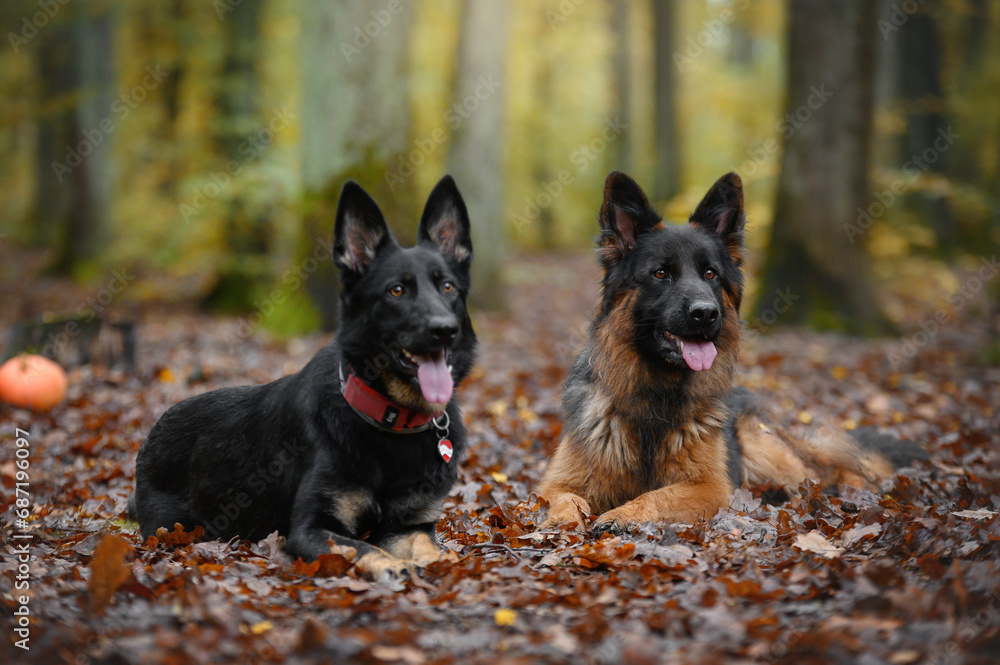 two German shepherds lie in the autumn forest two German shepherds lie in the autumn forest
