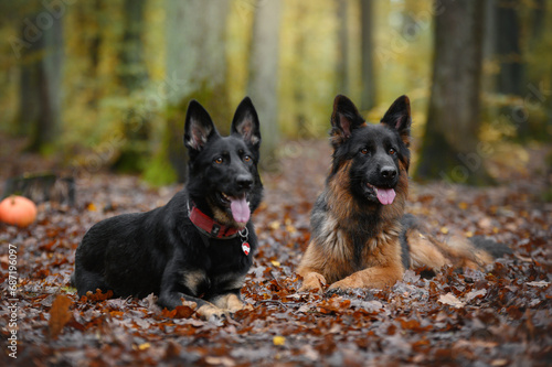 two German shepherds lie in the autumn forest