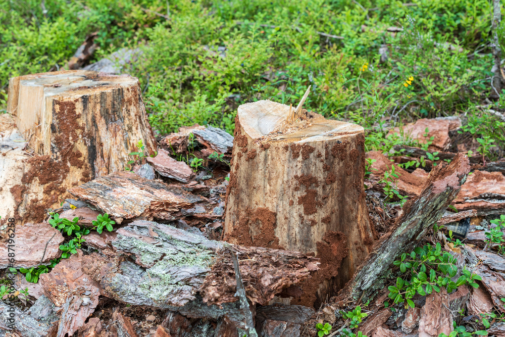 Tree stump after cutting down old trunk in the forest. Tree stump after cutting down old trunk in the forest.