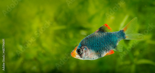 Puntius tetrazona - aquarium fish