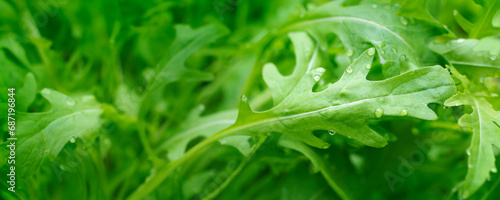 fesh roquette/rucola/wild rocket / (type of lettuce) in a glasshouse