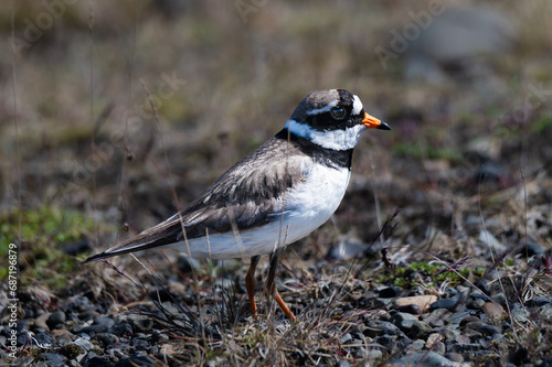 Wallpaper Mural Ringed Plover in Iceland Torontodigital.ca