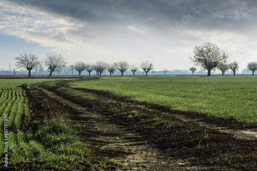 Trees growing in a field, Bosco Marengo, Alessandria, Piedmont, Italy photo