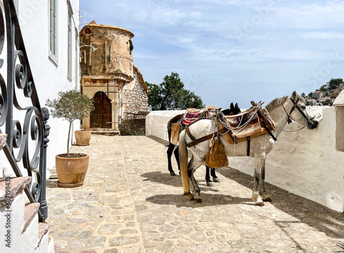 Two working Horses standing by a wall in town, Hydra Port, Hydra (Ydra or Idra), Saronic Islands, Greece photo