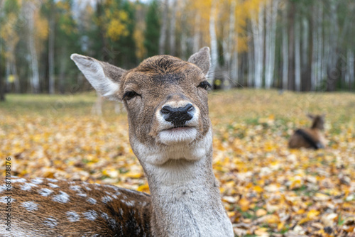 muzzle of spotted deer doe.