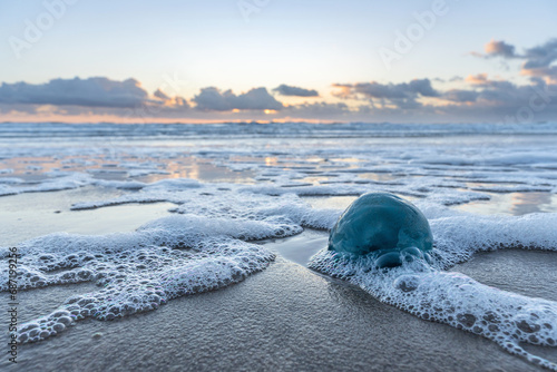 Slika na platnu dead blue cabbage bleb (Rhizostoma octopus) stranded on the beach