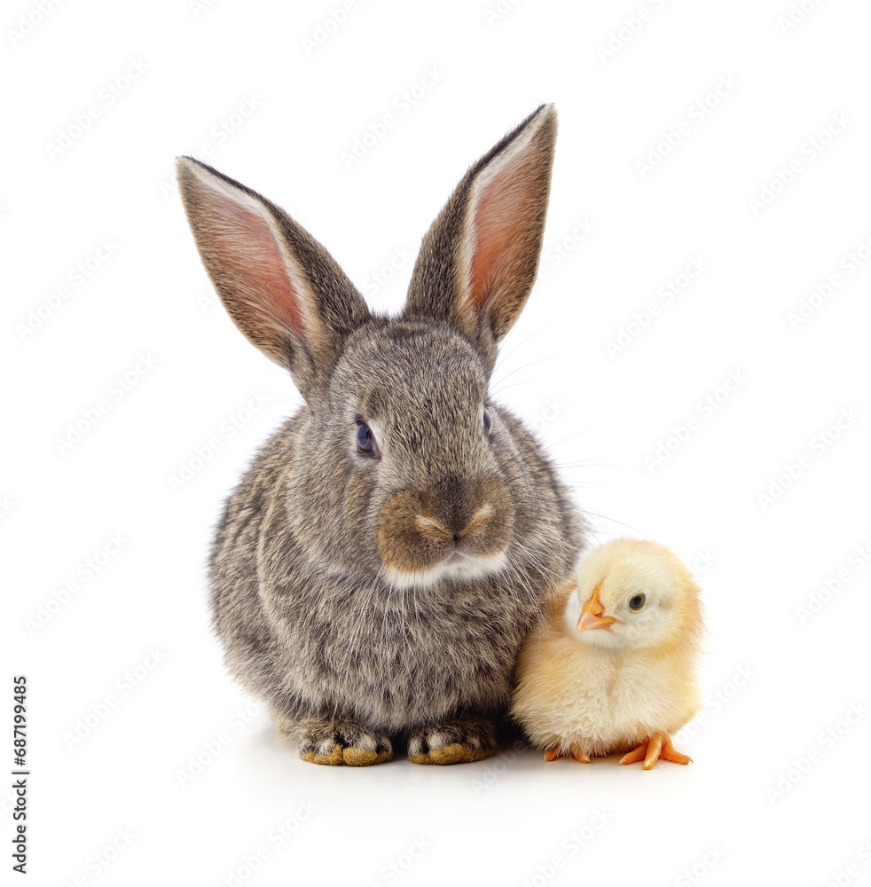 Obraz premium Rabbit and chicken.