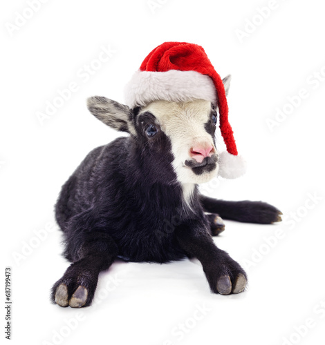Black goat in christmas hat. © voren1