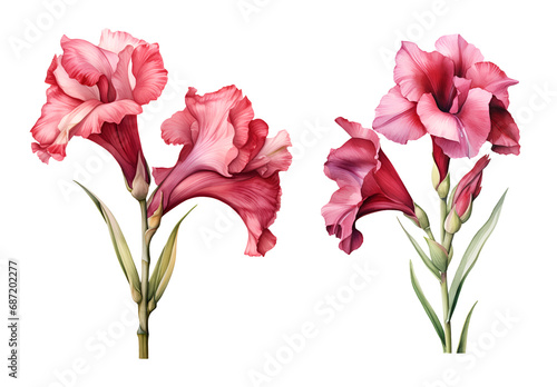 Tela Gladiolus flower, watercolor clipart illustration with isolated background