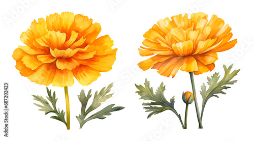 Marigold flower, watercolor clipart illustration with isolated background