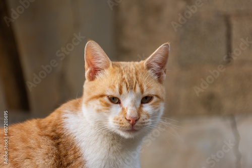 Close-up portrait of a cute cat.