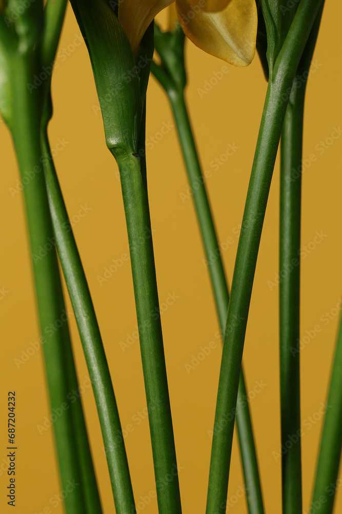 Fototapeta premium Closeup details freesia flowers stems