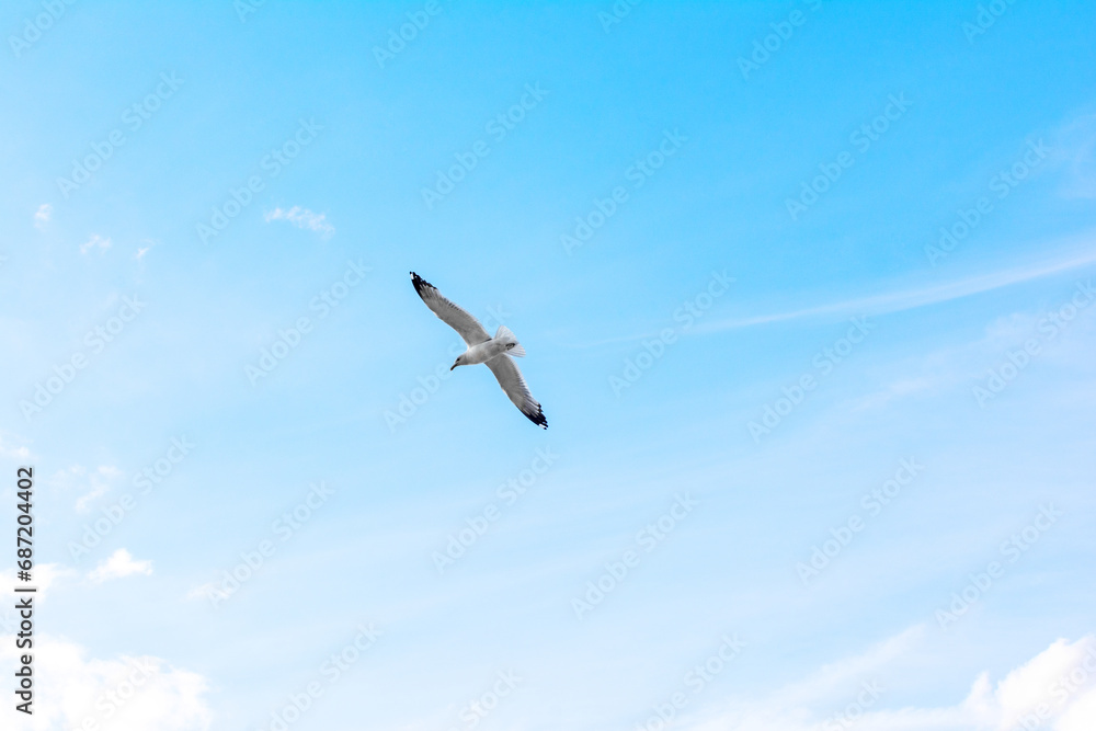 Fototapeta premium a large seagull soars against the background of a bright blue sky, a bird with a large wingspan