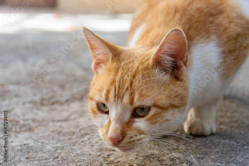 Close-up portrait of a cute cat.